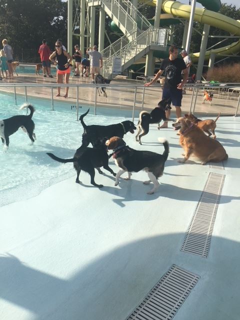 Dogs at the pool